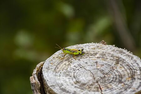 close-up of a cricket on top of a pine-cut trunk with its bright green and bright yellow colors