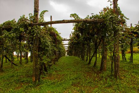 rows of vine plants form a splendid vineyard on the hills of Vicenza in Italy on a late summer dayの写真素材