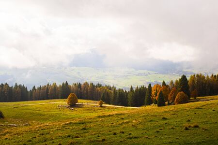 the branches of the trees turn yellow and red on a cloudy autumn day on the Asiago plateau near...