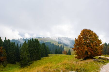 the branches of the trees turn yellow and red on a cloudy autumn day on the Asiago plateau near Vicenza, Italy.の写真素材