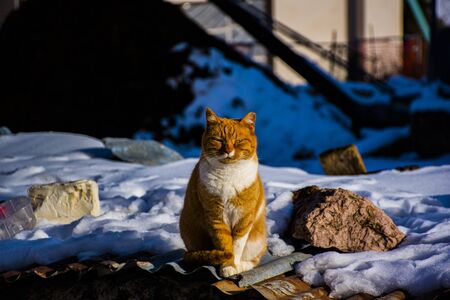 wild red cat warms up in the winter sun of December over the roof of a wood shed in Asiago, Veneto, Italy.の写真素材