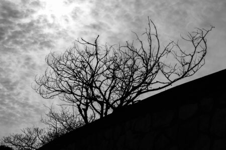 black and white photo of an outline of tree branches silhouetted against the cloudy sky