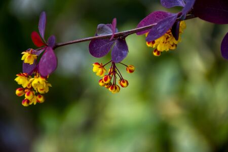 close-up of a group of yellow barberry with purple leavesの写真素材