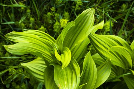 close-up of a hellebore among the meadows in the pre-alps in Recoaro Mille, Vicenza, taliaの写真素材