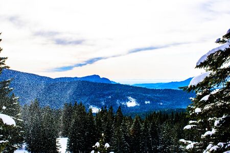 pine forest with snowy peaks in the background in Asiago, Italy