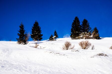 wind sweeps the snow with pines in the background on the peaks around the Vezzene plain on the...