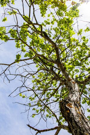 Tree full of green leaves taken from below in Asiago, Vicenza, Veneto, Italy