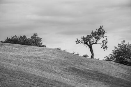 beautiful landscape with lonely tree and green pasture fields and cloudy sky in the Bregonze hills near Thiene, Vicenza, Italyの写真素材