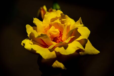 closeup of a yellow rose with dark background and closed petalsの写真素材