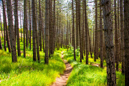 beaten path among the trees of a luxuriant wood under the Sanctuary of San Francesco in La Verna in...