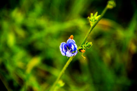 close up of blue periwinkle flower with long green stem
