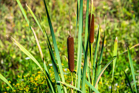 close-up of typha latifolia among the fields