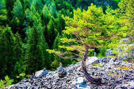 a tree curved towards Lake Tovel in the Adamello Natural Park in Val Di Non, Trento, Italyの写真素材