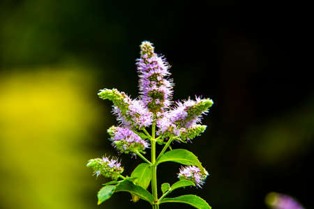 Close up of Mentha Longifolia in bloom towards Lake Tret in Fondo, in the Valle di Non in Trento,...