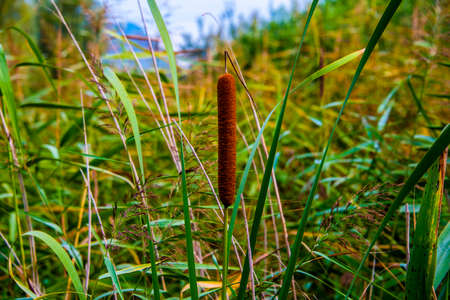 close up of Typha latifolia at Lago di Caldaro in Bolzano Italyの写真素材