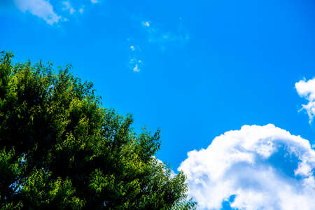 blue sky with white clouds and green tree leaves