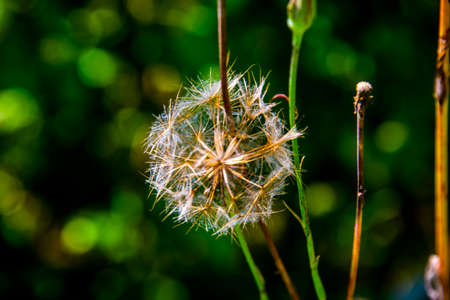 close-up dandelion in late summer on Monte Altissimo near Lake Garda, Trento, Italyの写真素材