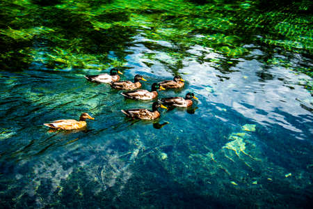 ducks swim in the crystal clear water of Lake Ghedina in Cortina D'Ampezzo, Belluno, Italyの写真素材