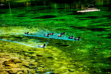 ducks swim in the crystal clear water of Lake Ghedina in Cortina D'Ampezzo, Belluno, Italyの写真素材