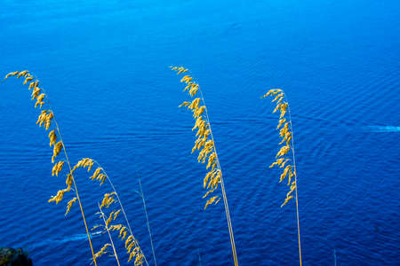 close up of Ampelodesmos Mauritanicus photographed with the sea in the background of Sestri Levante, Genoa, Liguria, Italyの写真素材