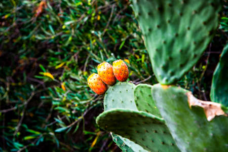 close up of three prickly pears in Sestri Levante, Genoa, Liguria, Italy