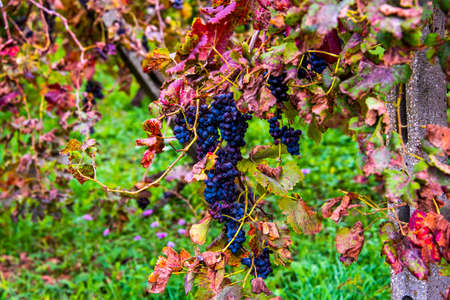 close up of bunches of grapes in autumn in Castegnero, Vicenza, Veneto, Italy