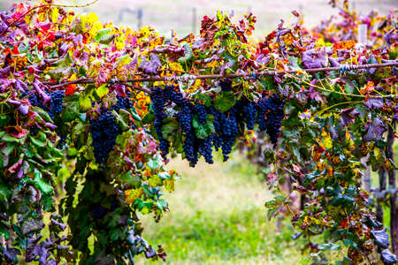 close up of bunches of grapes in autumn in Castegnero, Vicenza, Veneto, Italyの写真素材