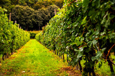 close up of bunches of grapes in autumn in Castegnero, Vicenza, Veneto, Italy