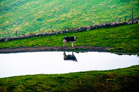 cow portrait in the Regional park of Monti Lessini near Campofontana, Verona, Veneto, Italyの写真素材