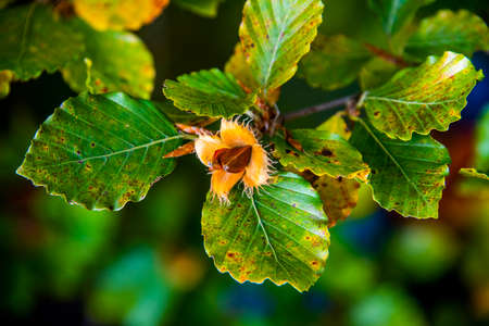close up Fagus Sylvatica in the Lessini Mountains Regional Park near Campofontana, Verona, Veneto,...