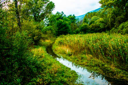 marshy path among the reeds on the banks of the Revine lakes, Treviso, Italyの写真素材