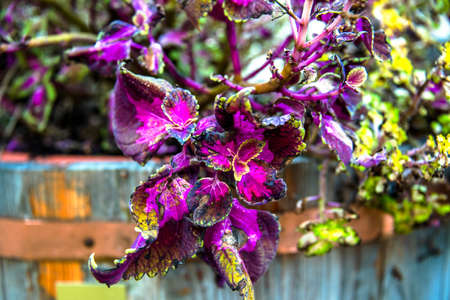 close up of Amaranthus Tricolor on the hills around the Chiampo valley, Veneto, Italyの写真素材