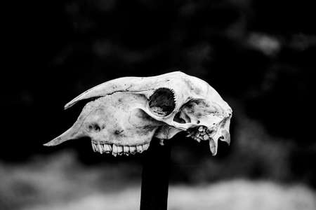 animal skull in the trail of the big trees in Recoaro, Vicenza, Italy
