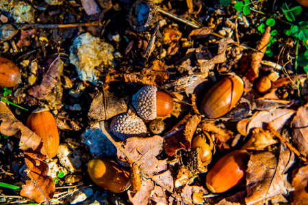 brown acorns among the autumn leaves and the rocks of the path in the Valle dei Mulini in Lusiana,...