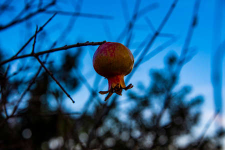 small ripe pomegranate hanging on the branch in autumn