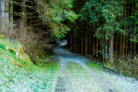 icy grass on the old railroad road in the pine woods in Asiago, Vicenza, Italy