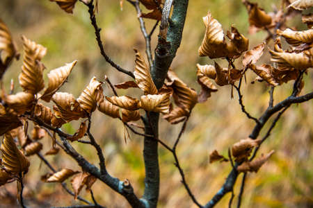 dry and crumpled autumn leaves still stuck on the branches of the tree