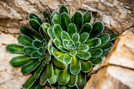 close up of green Saxifraga on the trail rocks