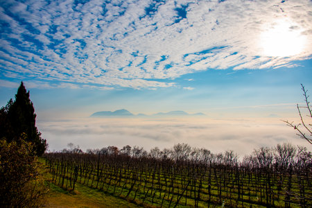 vineyards in autumn with cloudy sky over the hills in Villaga, Vicenza Italyの写真素材