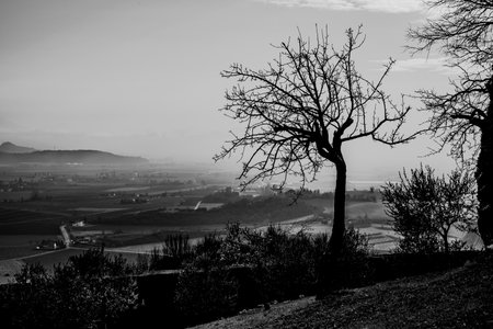 silhouette of a tree in black and white on the hills with the plain in the background and the rising...