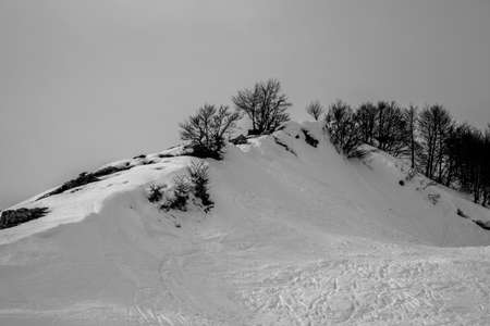 portrait of tree in winter shrouded by February fog and snow in the alps at Recoaro Mille, Vicenza, Italyの写真素材