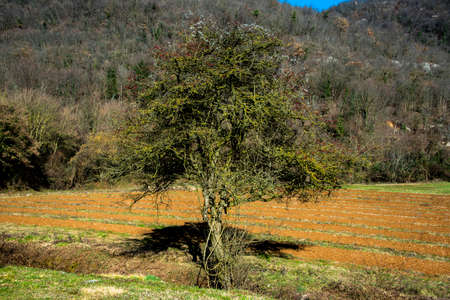 bare tree on plowed fieldの写真素材
