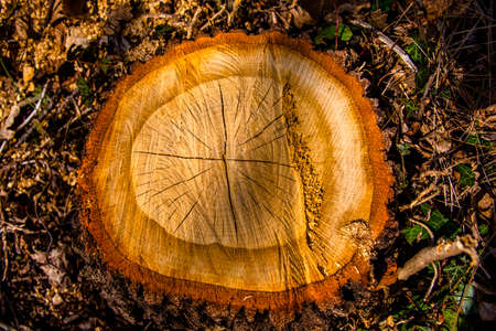 section of a freshly cut tree trunk with rings and cracks in Grancona, Vicenza, Italyの写真素材