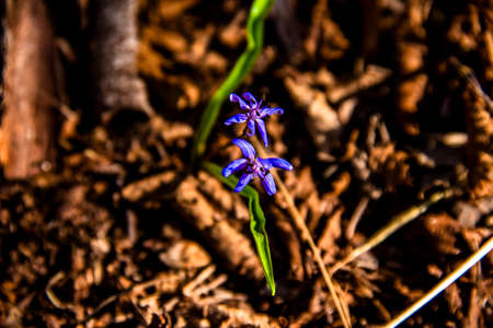 close up of purple Scilla Bifolia in Grancona, vicenza, Italyの写真素材