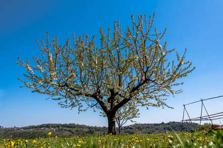cherry tree in bloom among the hills in Montemezzo, Vicenza, Italyの写真素材