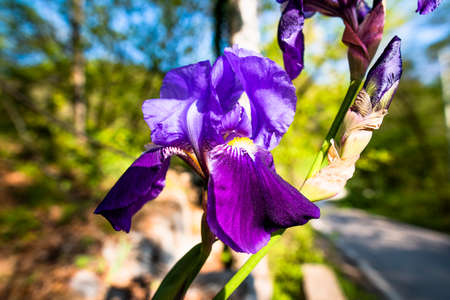 close up of a blue iris