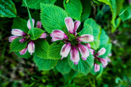 close up of a Lamium orvala or nettle