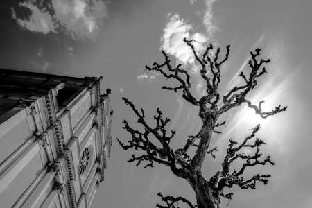 close up of a lonely tree in early spring with the sky and clouds as a background in Castelgonberto,...