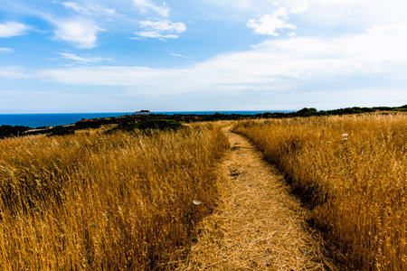 view of the hills rich in yellow wheat green olive groves and rows of vines in the archaeological park of Selinunte Trapani Sicily Italyの写真素材
