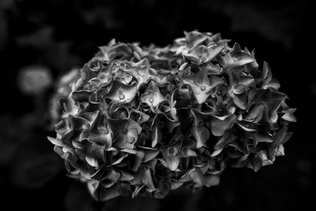 close up of a pink Hydrangea Macrophylla